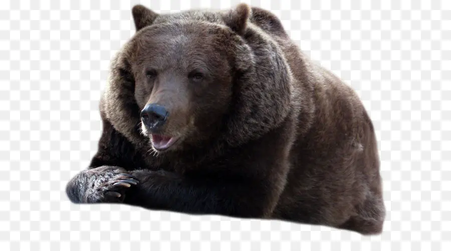 Beruang，Amerika Hitam Bear PNG