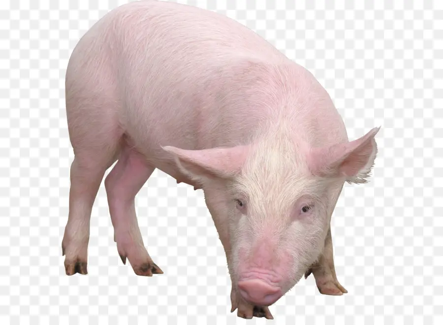 Babi，Desktop Wallpaper PNG