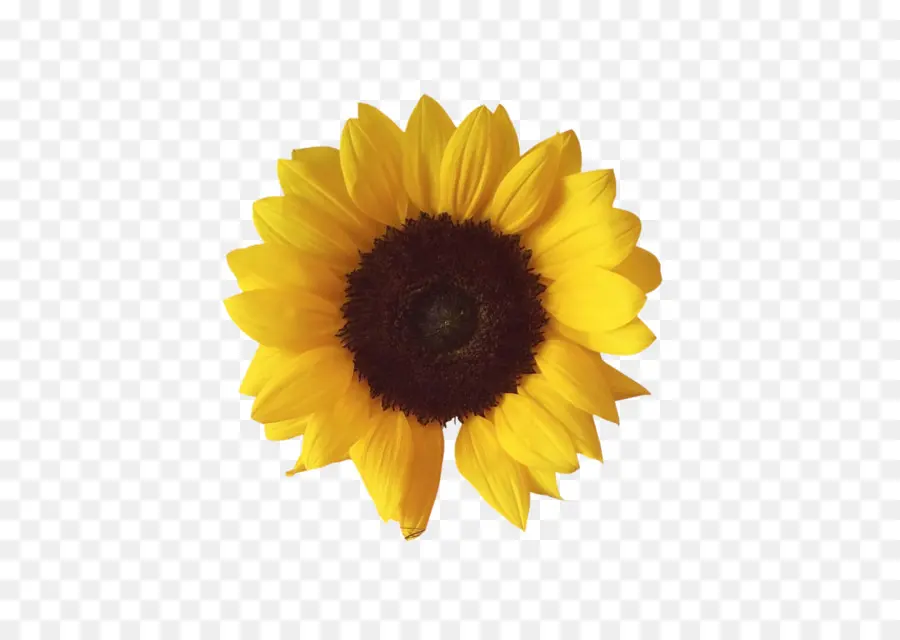 Umum Bunga Matahari，Desktop Wallpaper PNG
