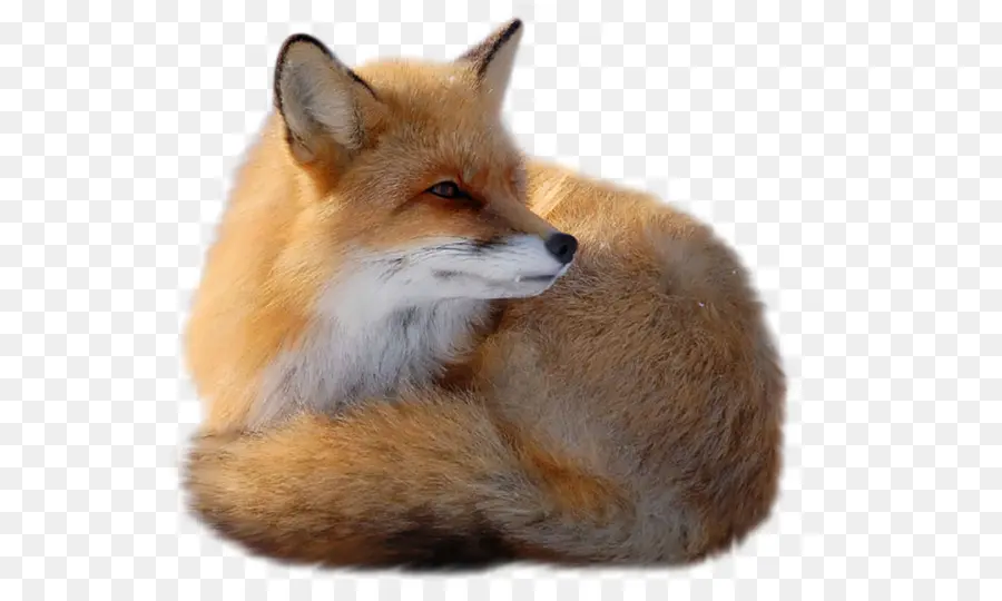 Merah Fox，Fox PNG