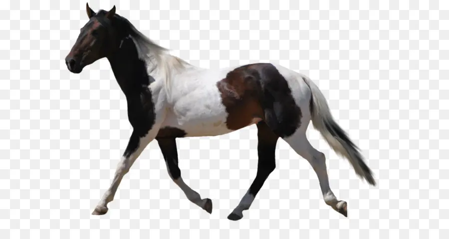 Amerika Cat Kuda，Kuda PNG