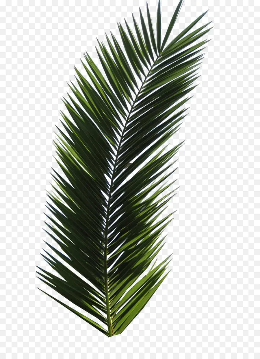 Arecaceae，Daun PNG