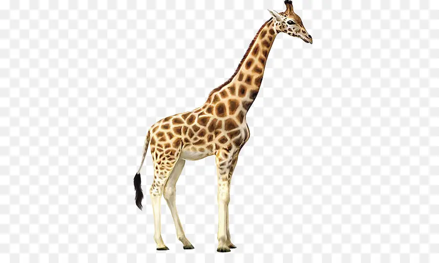 Reticulated Giraffe，Cdr PNG