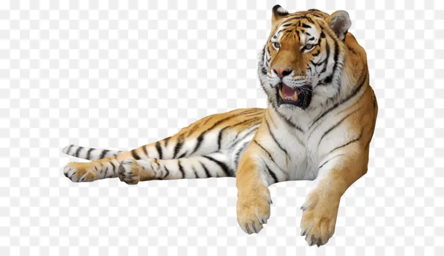 Harimau Berdiri，Kucing Besar PNG