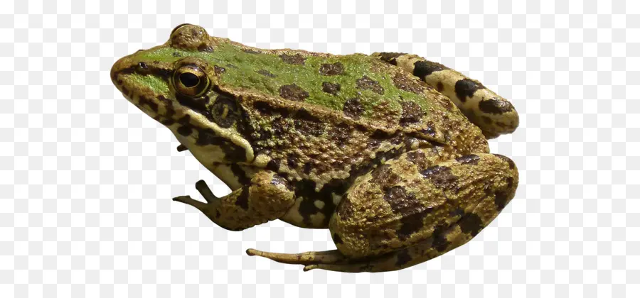 Katak，Benar Katak PNG