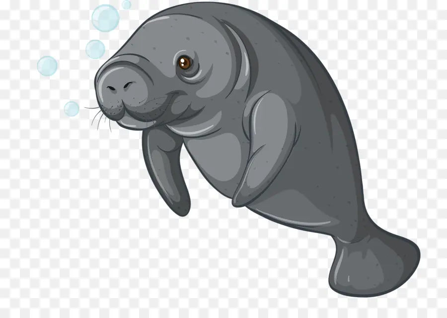 Manatee，Laut PNG