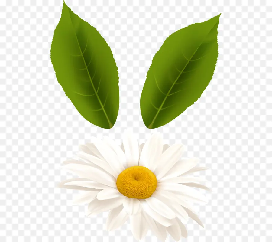 Bunga Daisy，Daun Daun PNG