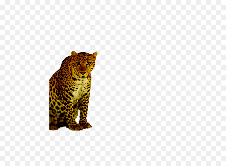 Macan Tutul，Cheetah PNG