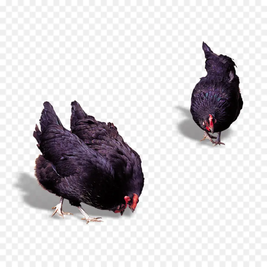 Ayam，Unggas PNG