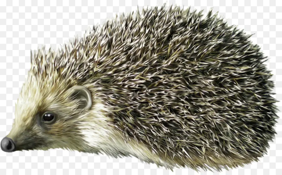 Landak，Hedgehog Yang Dijinakkan PNG