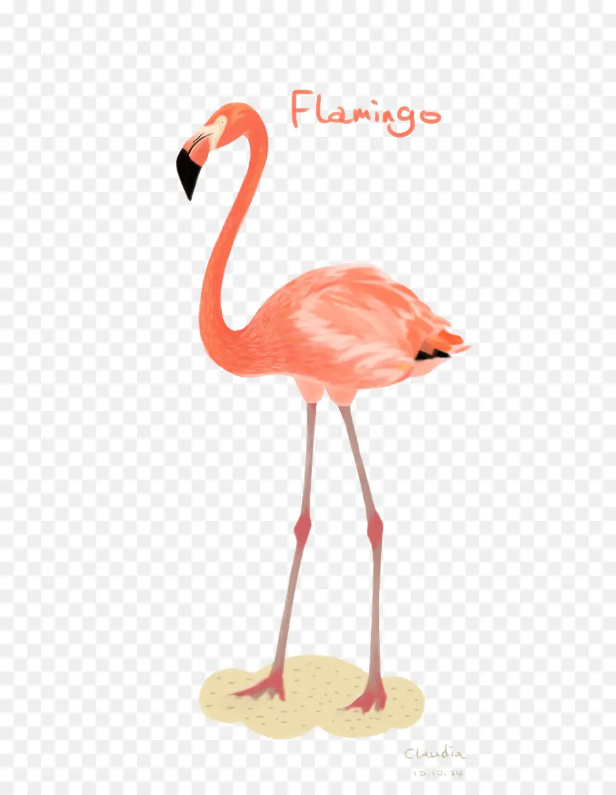Burung，Flamingo PNG
