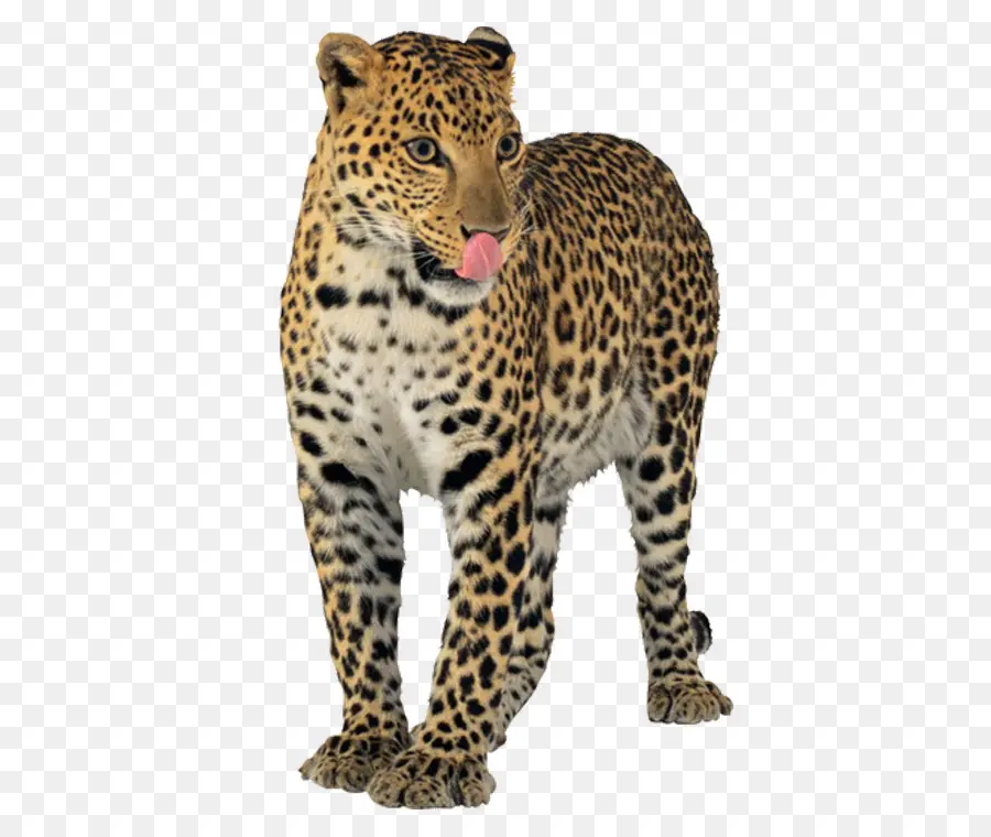 Jaguar，Macan Tutul PNG