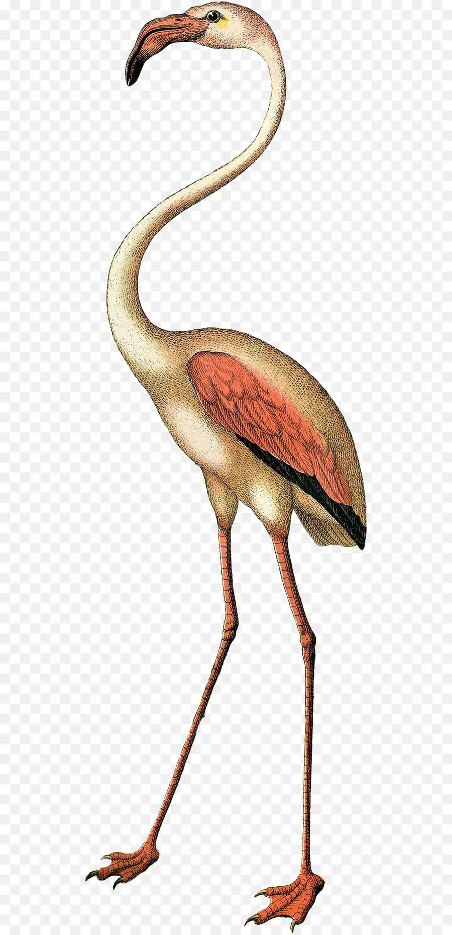 Flamingo，Burung PNG