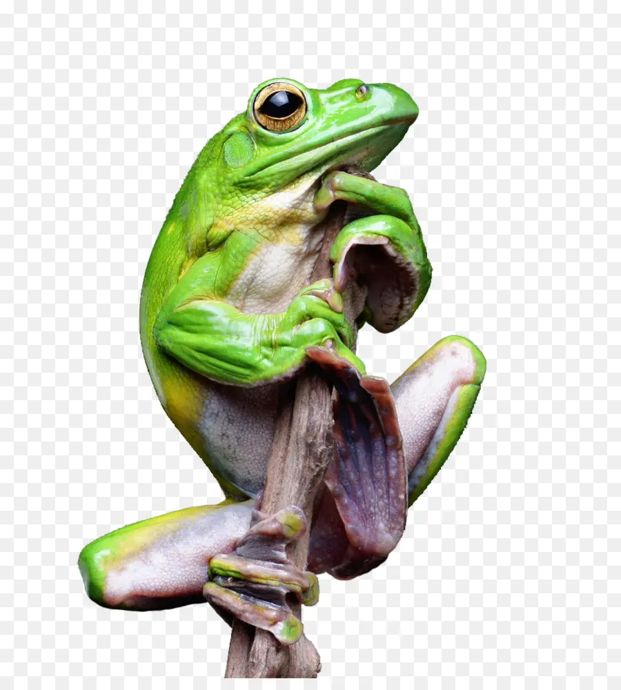 Katak，Katak Sejati PNG