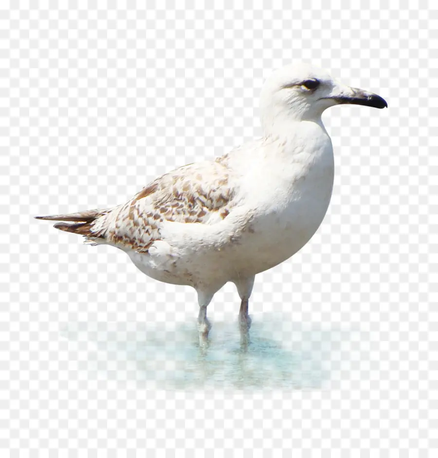 Burung，Camar PNG