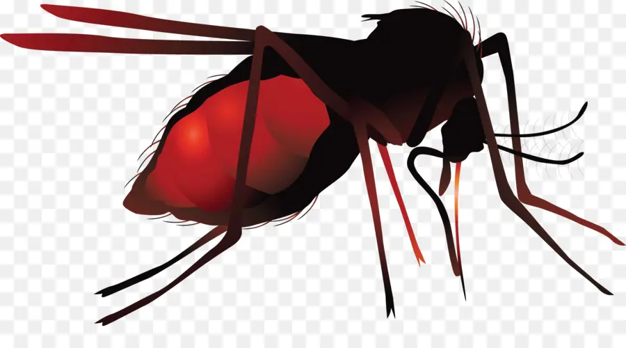 Nyamuk，Virus Zika PNG