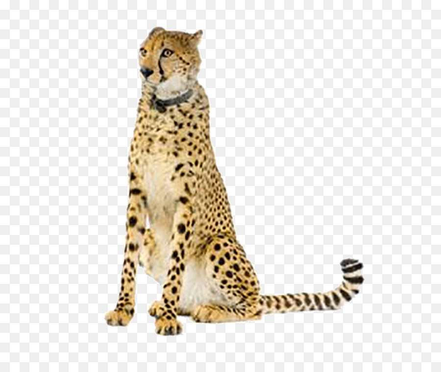 Cheetah，Bintik Bintik PNG