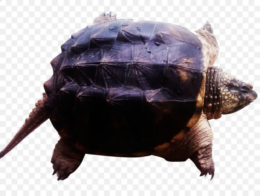 Penyu，Turtle Kotak PNG