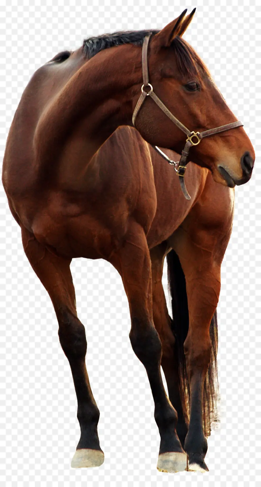 Kuda Cat Amerika，Mustang PNG