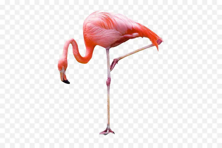 Flamingo Plastik，Flamingo PNG