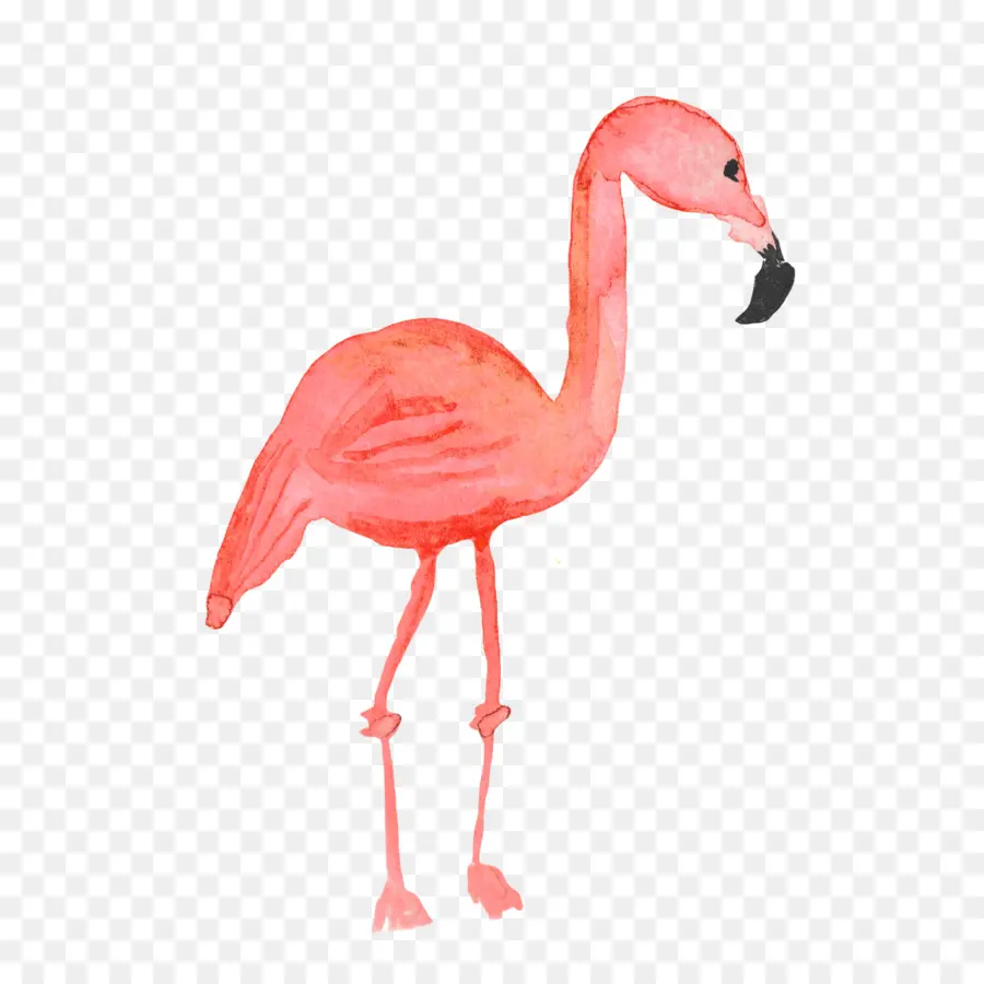 Flamingo，Burung PNG