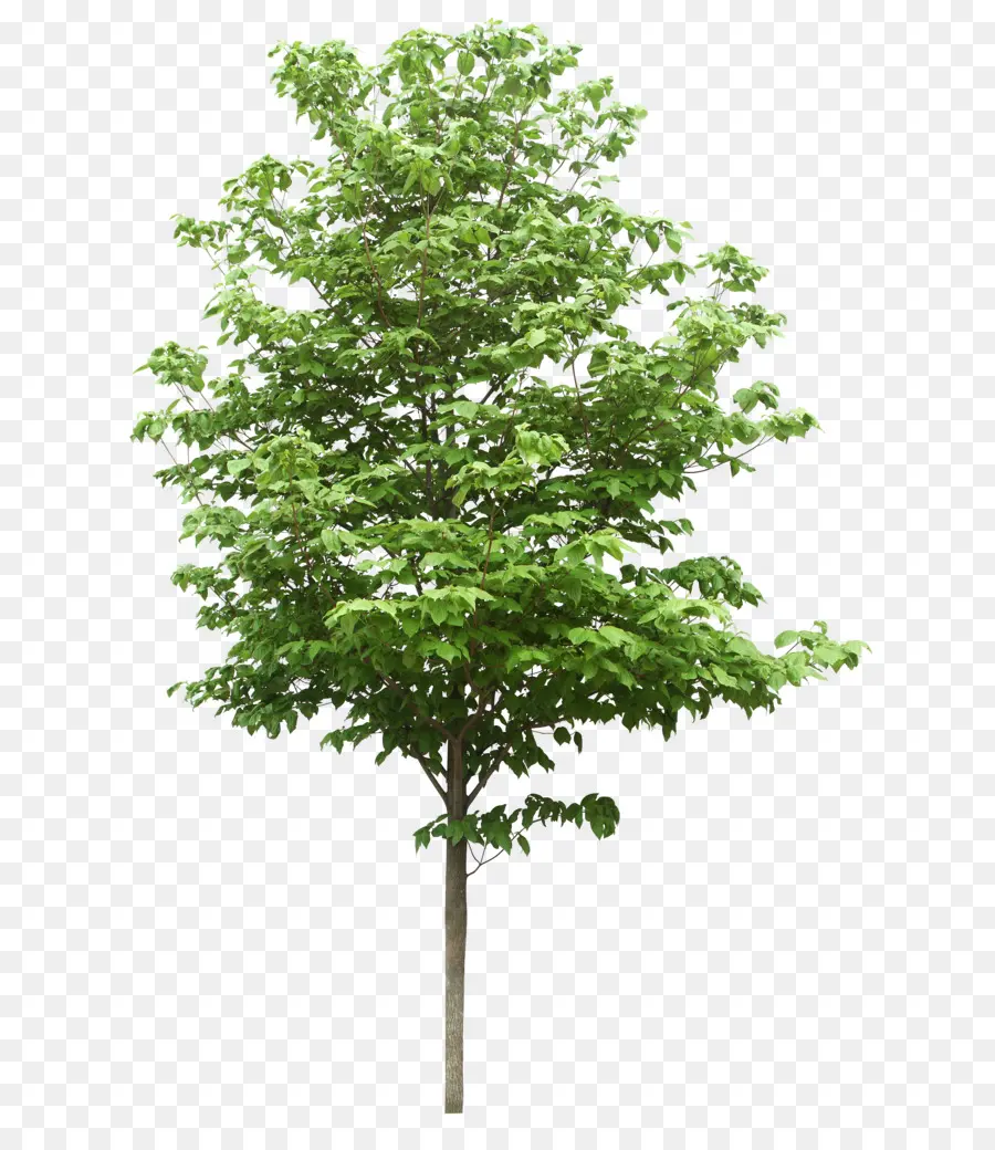 Lihatlah Pohon，Pohon PNG