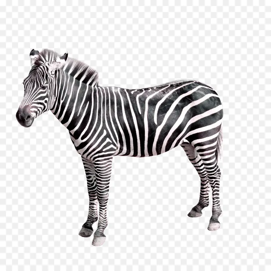 Zebra，Televisi PNG