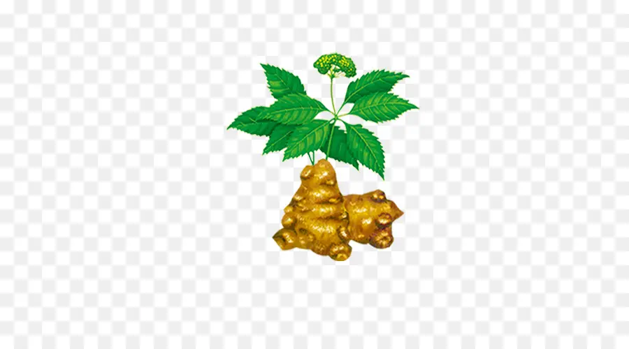 Tanaman Ginseng，Ginseng PNG