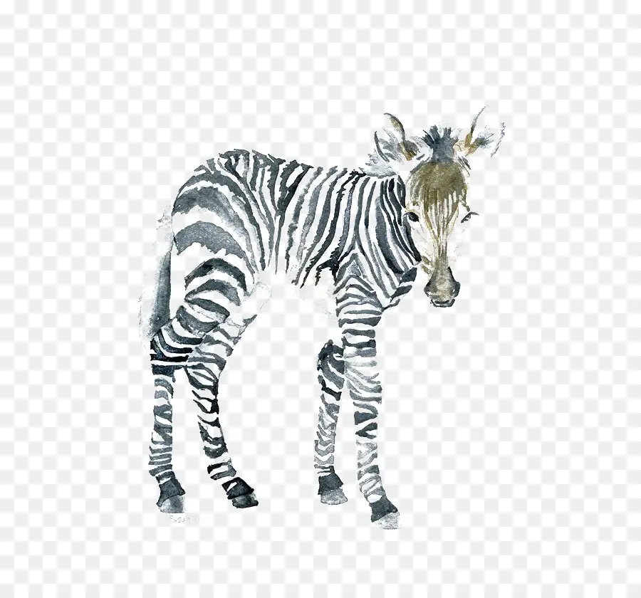 Seni Lukisan，Zebra PNG