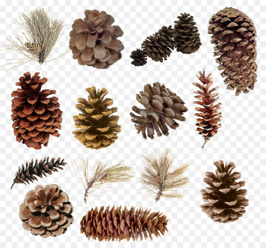 Merapikan，Pinus Batu PNG