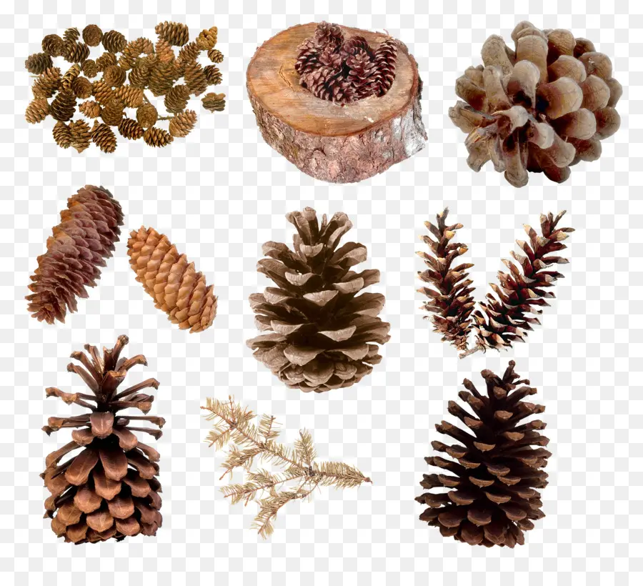 Pinus，Conifer Kerucut PNG