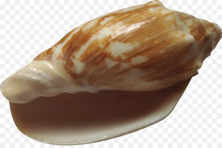 Kerang，Remis PNG