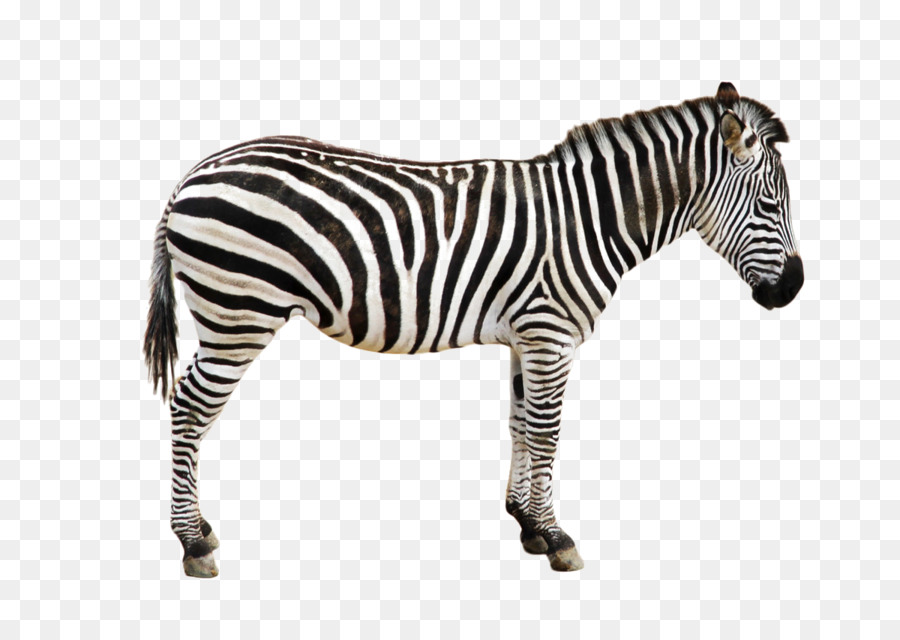 Zebra，Garis Garis PNG