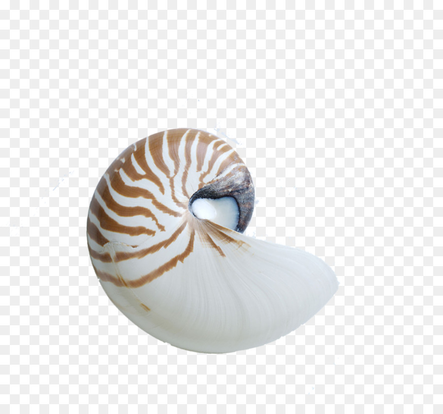 Kerang Laut，Laut PNG