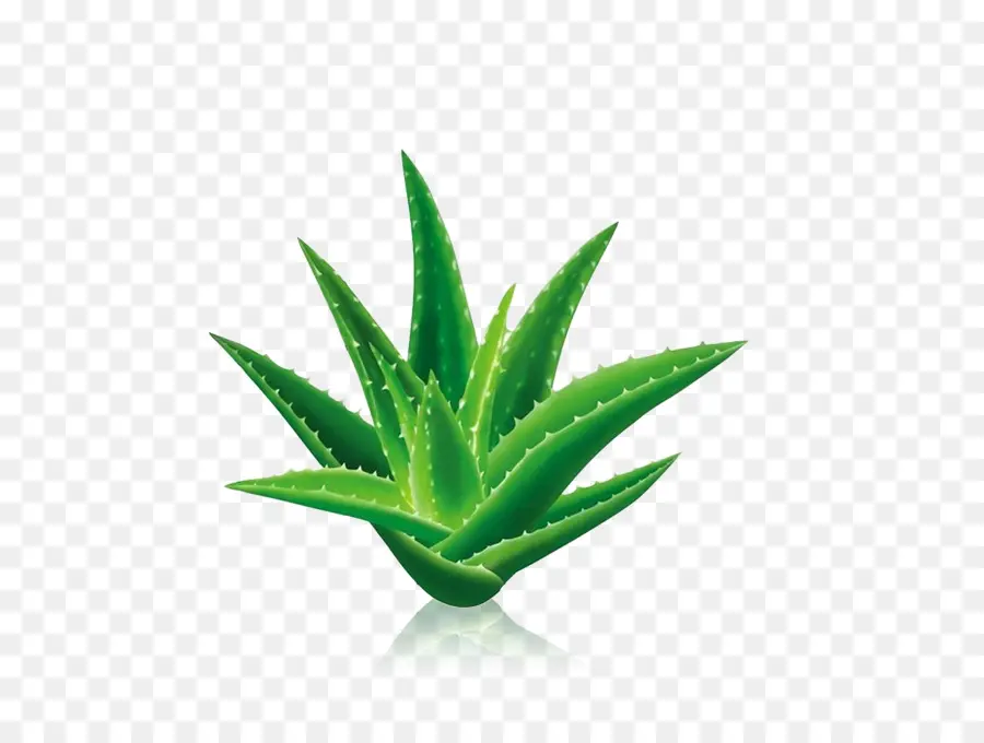 Lidah Buaya，Centuryplant PNG