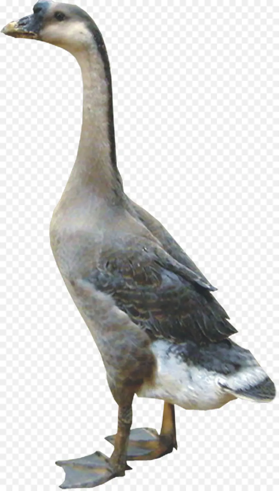 Angsa，Burung PNG