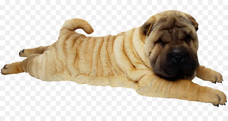 Anjing Shar Pei，Peliharaan PNG