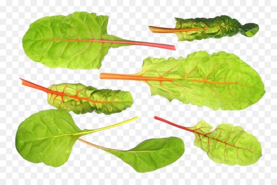 Chard，Mangelwurzel PNG