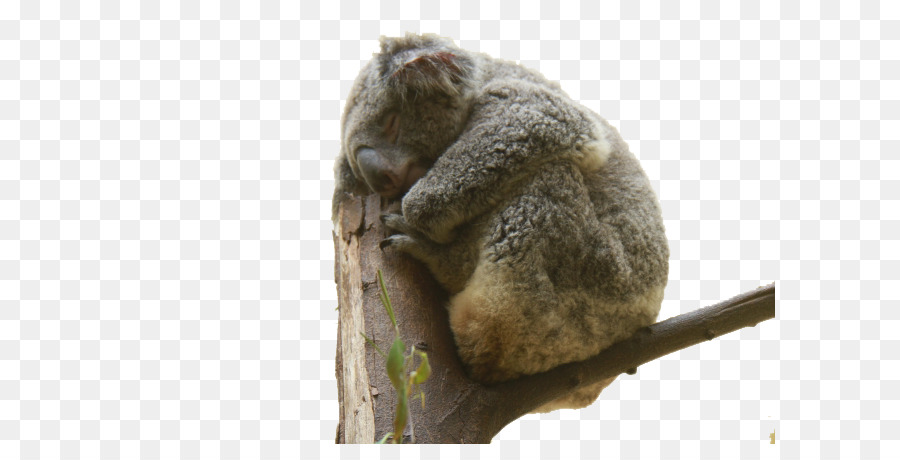 Koala，Beruang PNG