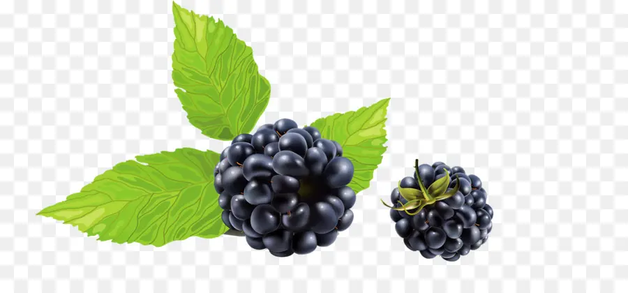 Blackberry，Buah PNG