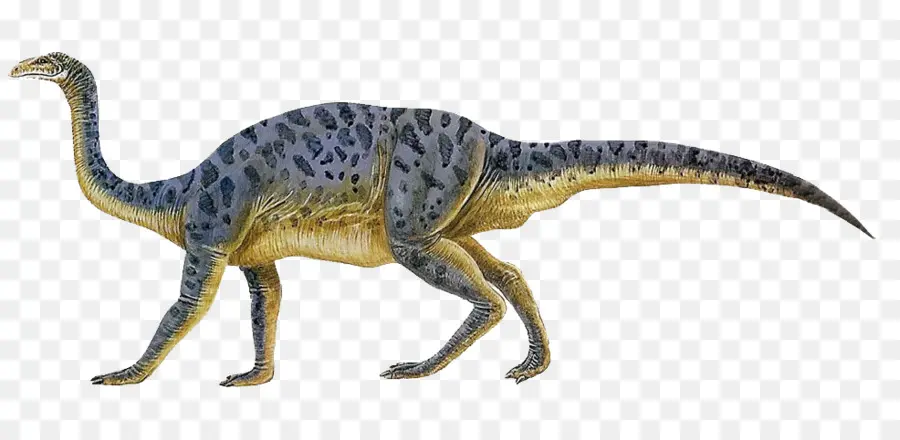 Plateosaurus，Velociraptor PNG