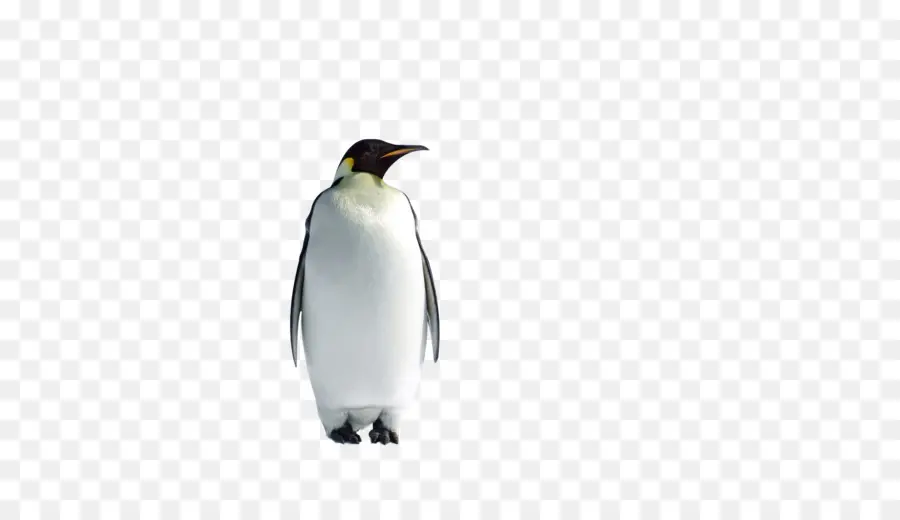 Pinguin，Burung PNG