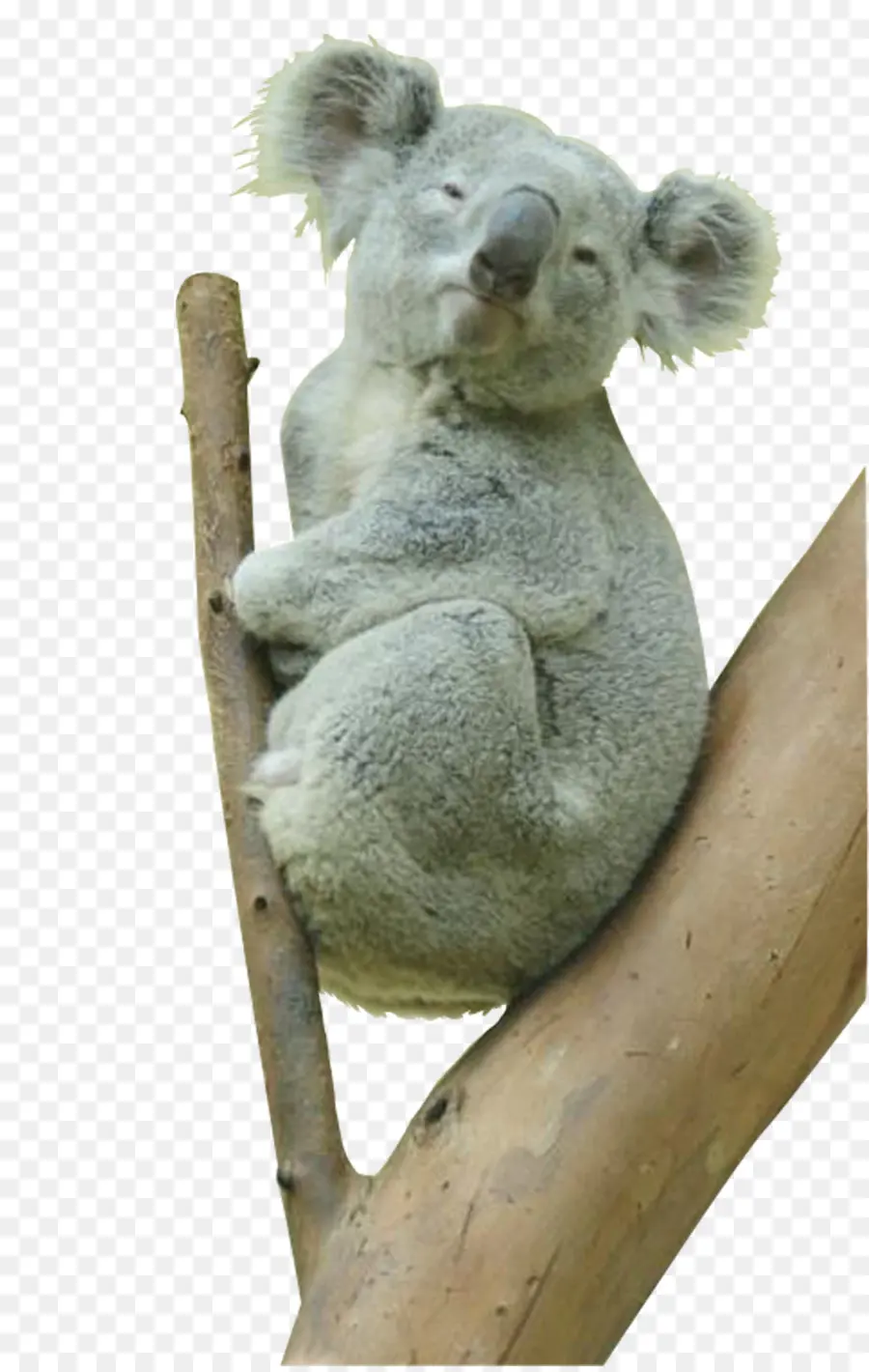 Koala，Pohon PNG