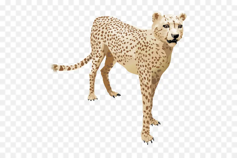 Cheetah，Kucing Besar PNG