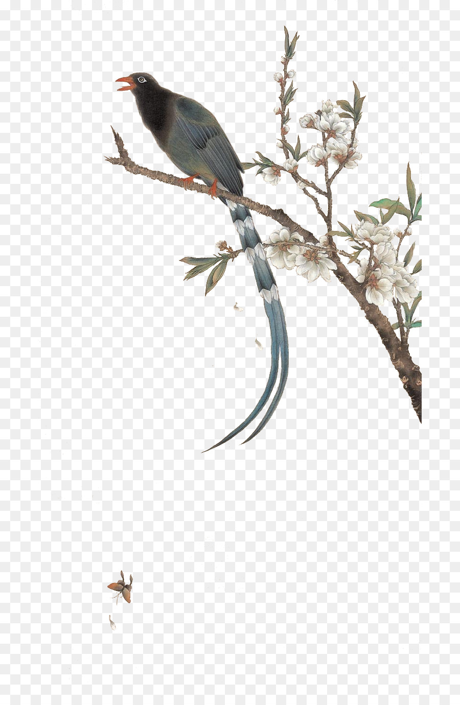 Burung，Gongbi PNG