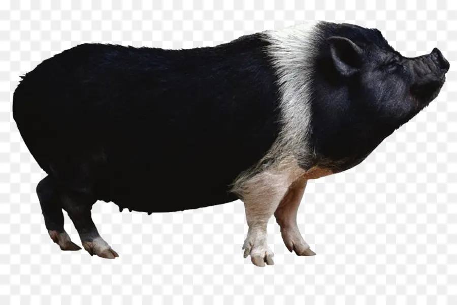 Babi Hutan，Babi Miniatur PNG