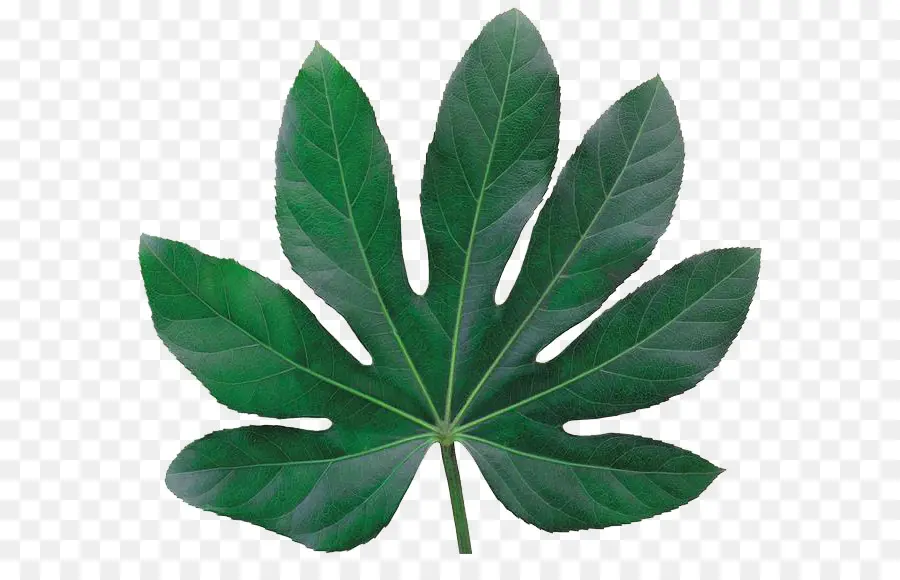 Daun，Hijau PNG