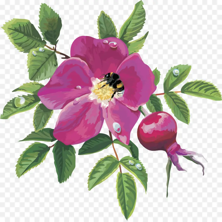 Centifolia Mawar，Rosa Rubiginosa PNG