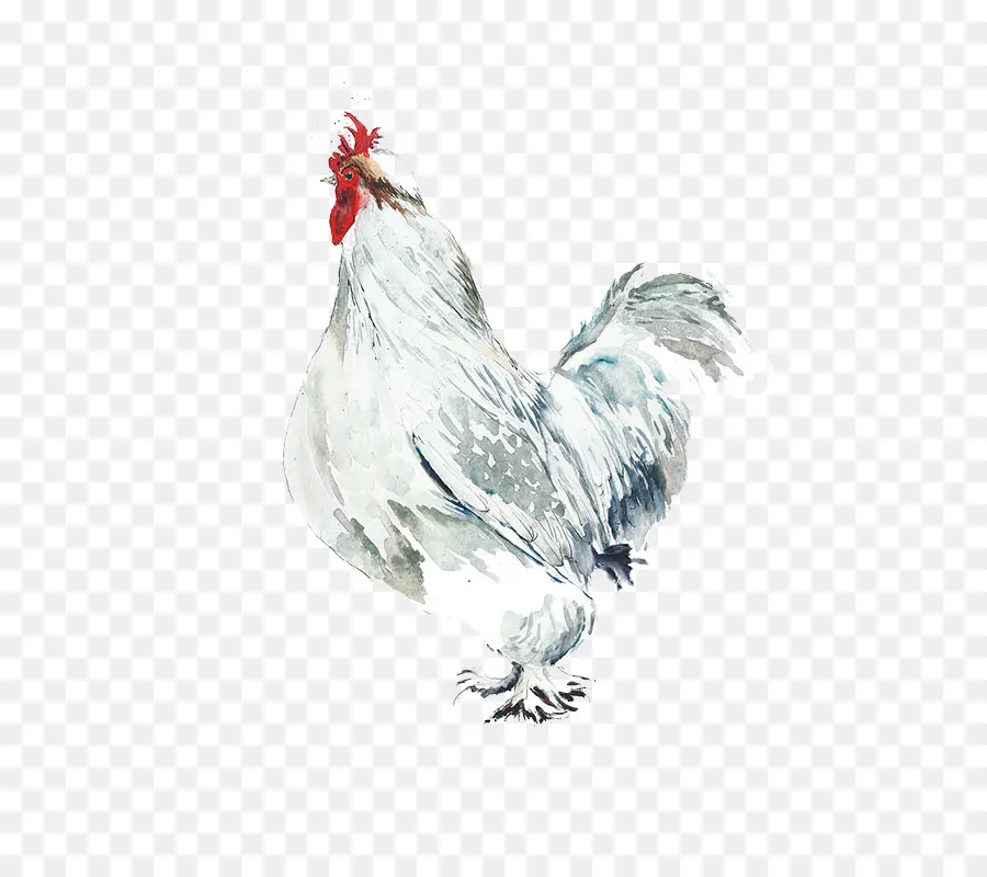 Ayam，Ayam Jantan PNG