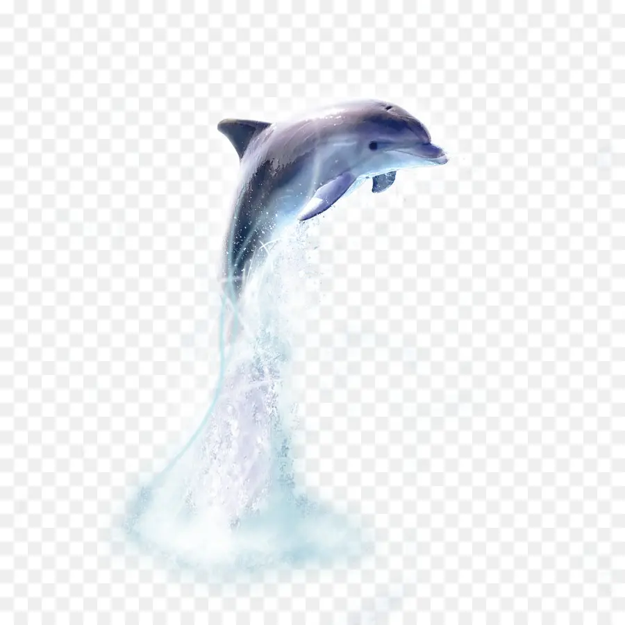 Lumba Lumba，Dolphin Oceanic PNG